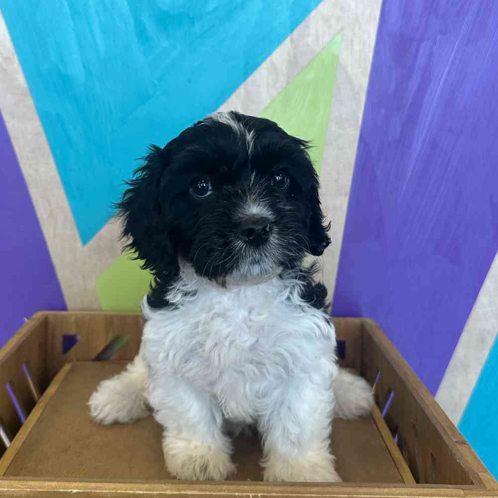 carousel pet images