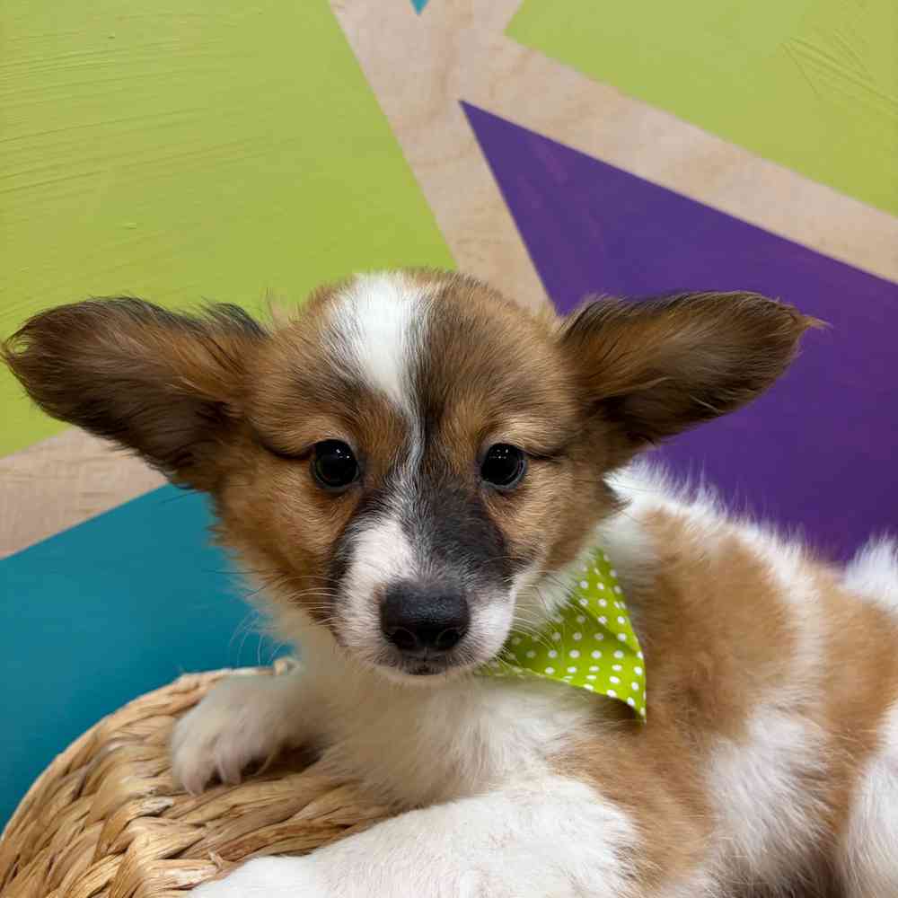 carousel pet images