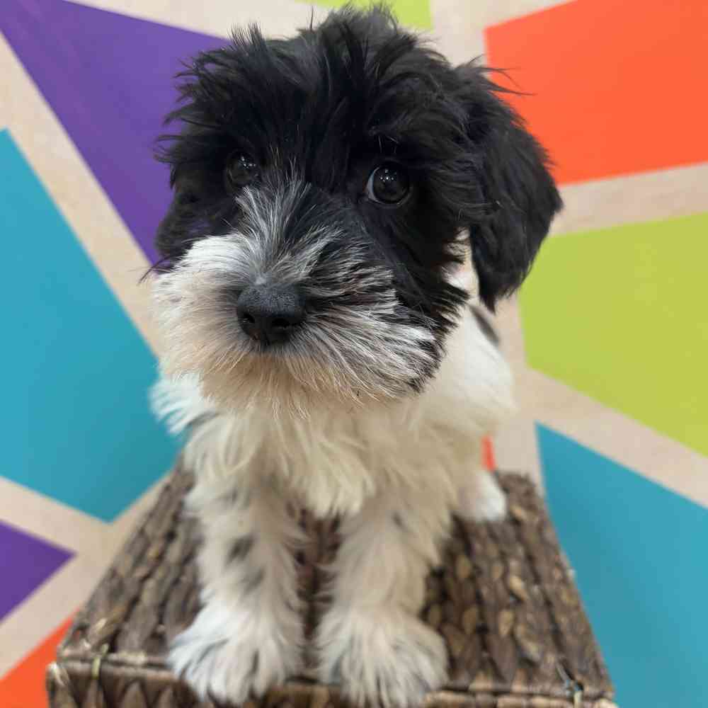 carousel pet images