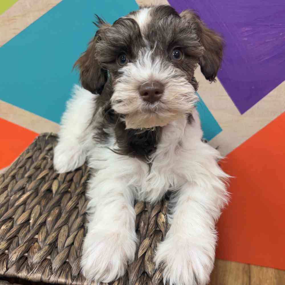 carousel pet images