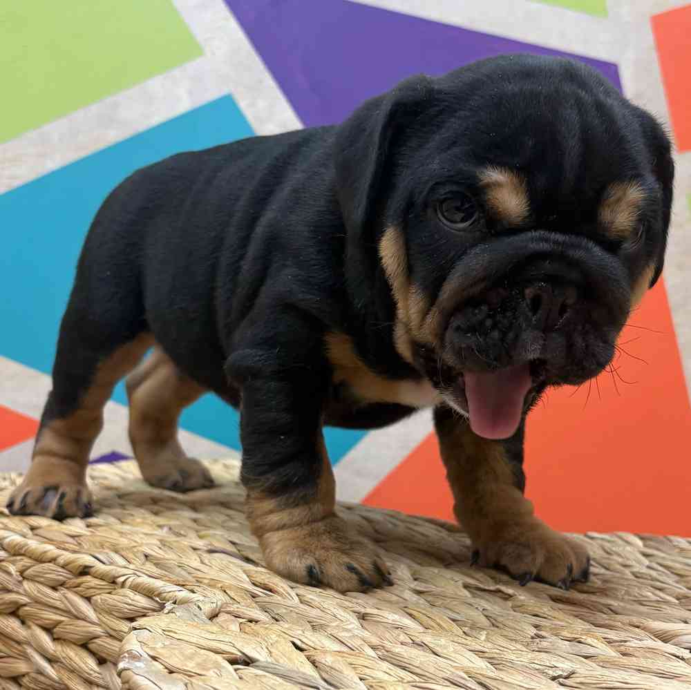 carousel pet images
