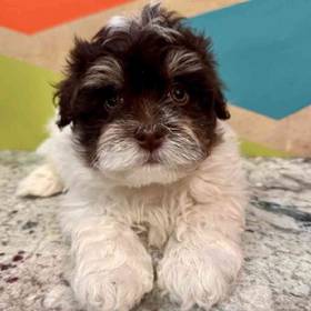 Havanese