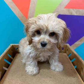 Cavachon