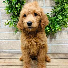 Mini Goldendoodle