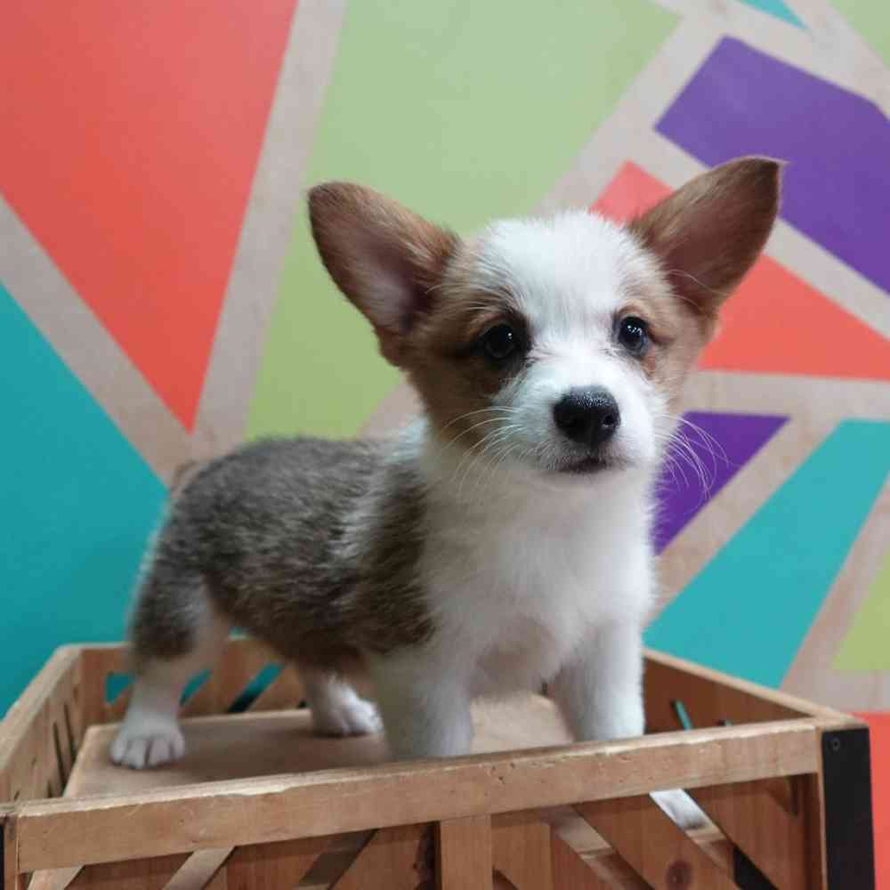 carousel pet images