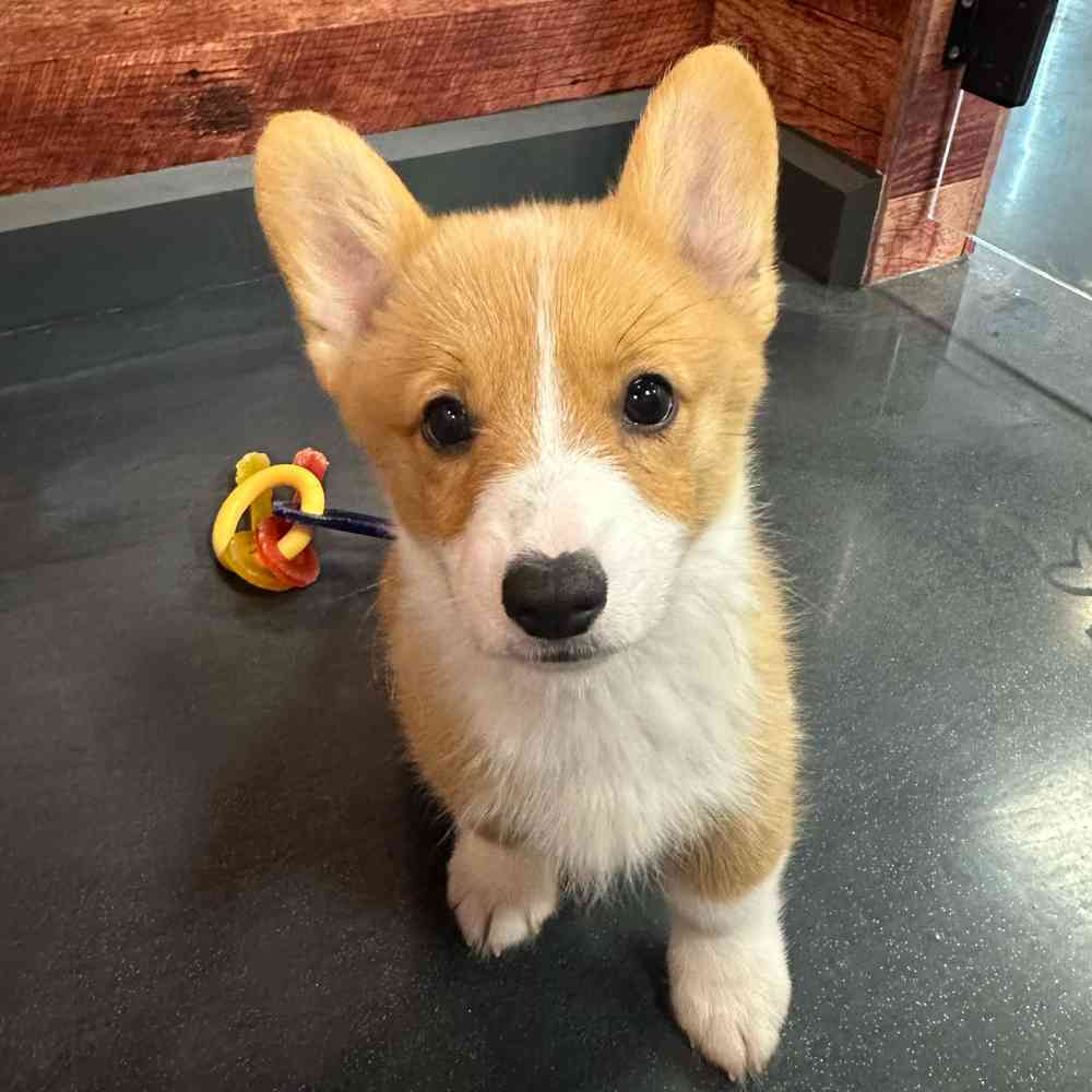 carousel pet images