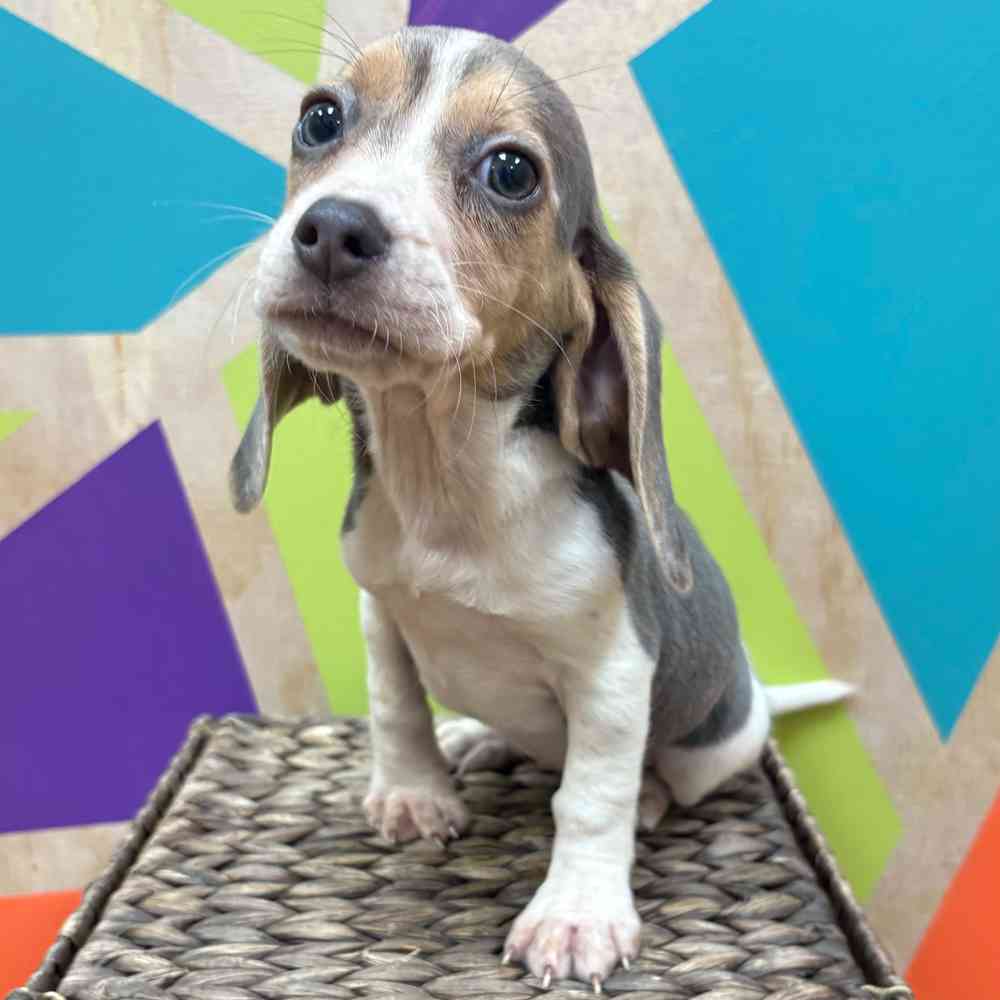 carousel pet images