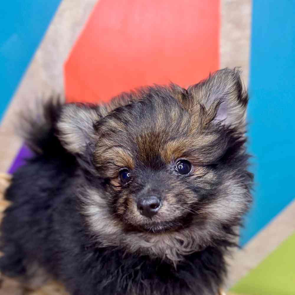 carousel pet images