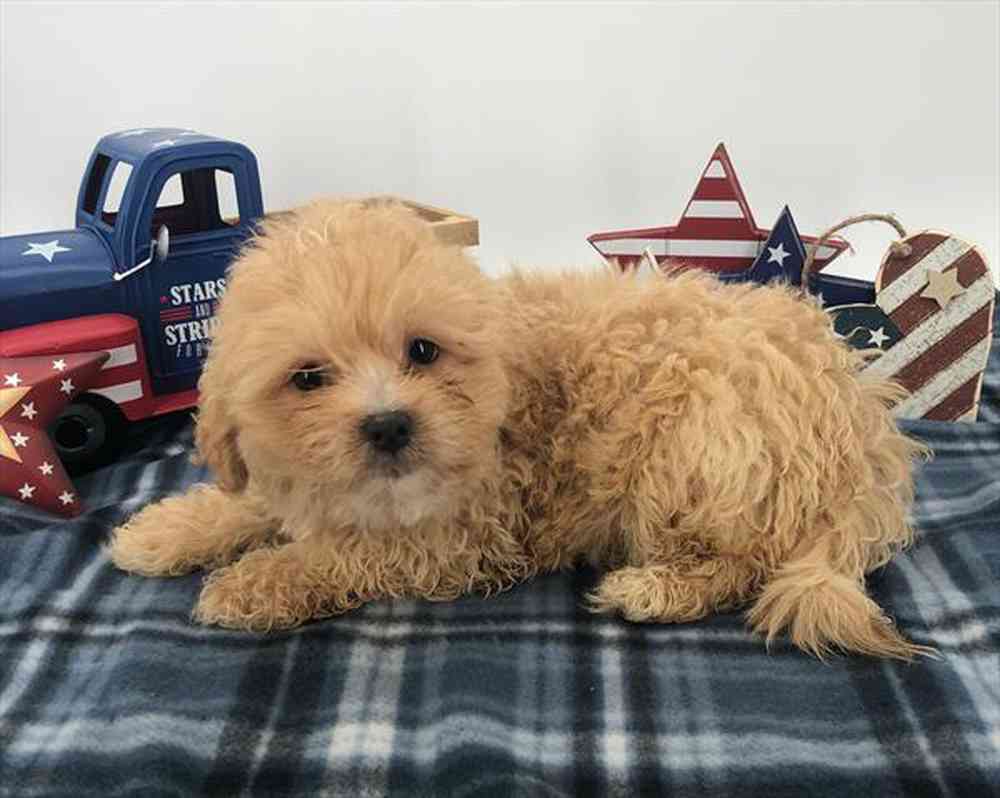 Lhasa-Poo Puppies for sale at Petland Joplin.