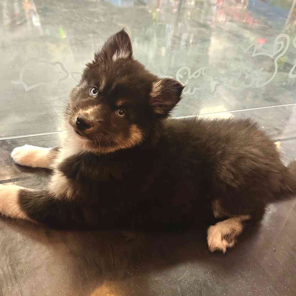 carousel pet images