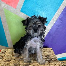 Morkie