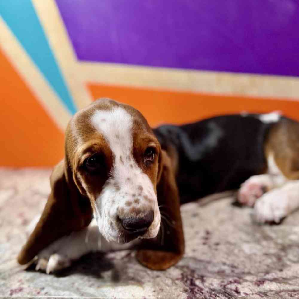 pet breed image