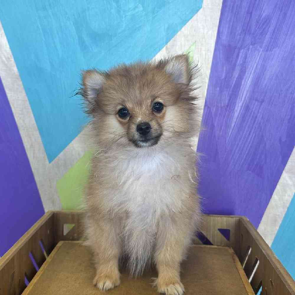 carousel pet images
