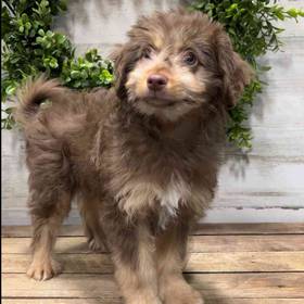 Mini Aussiedoodle