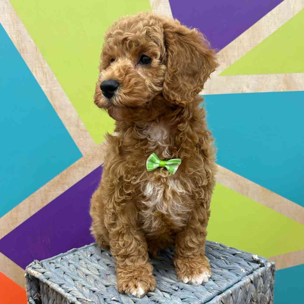 Image of a pet breed in the gallery