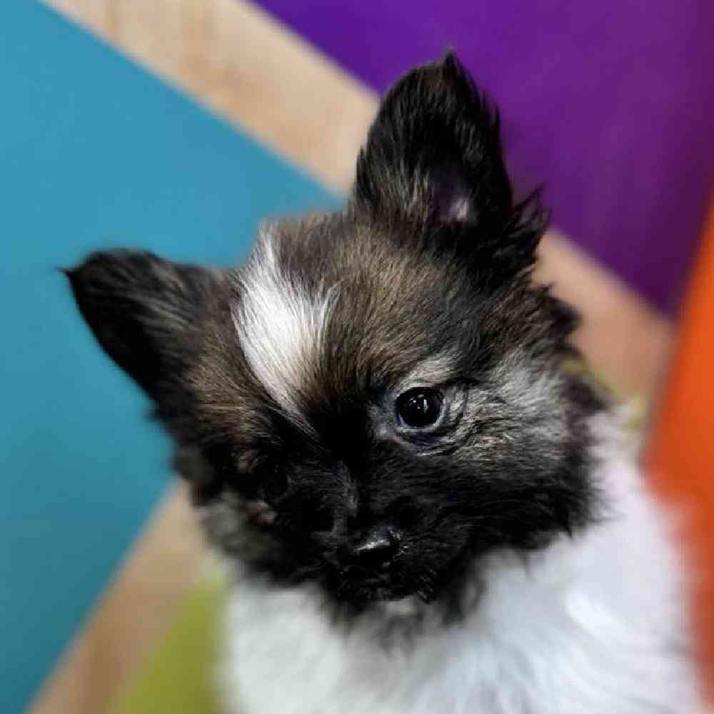 carousel pet images