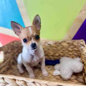 Chihuahua