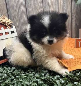 Pomeranian
