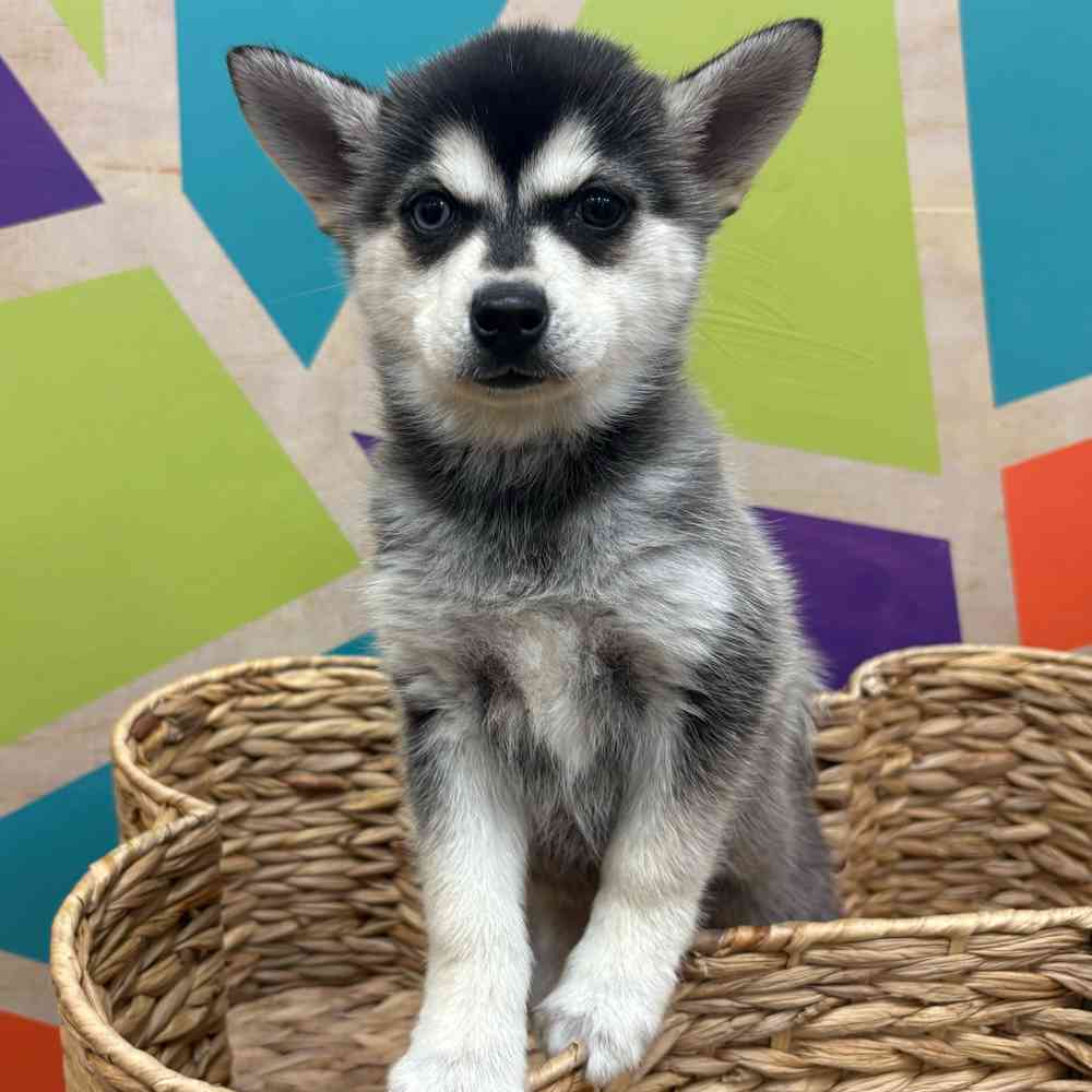 carousel pet images