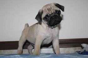 Pug