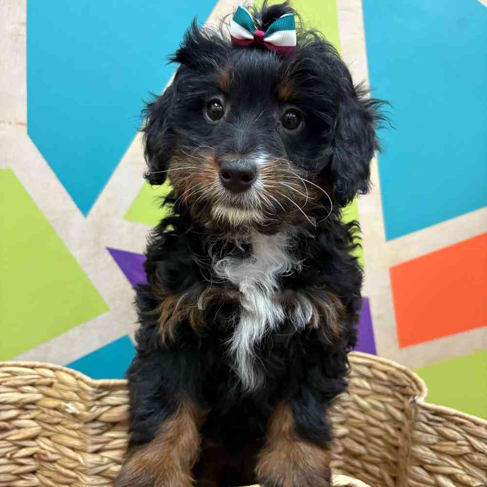 carousel pet images
