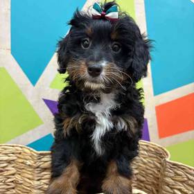 Mini Bernedoodle