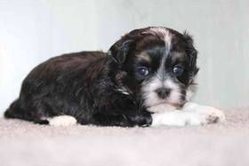 Shipoo