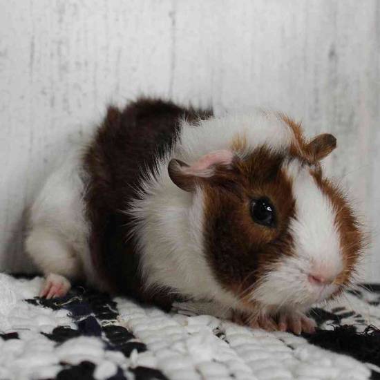 Petland guinea shop pig prices