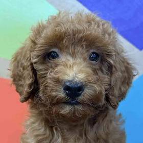 Mini Poodle