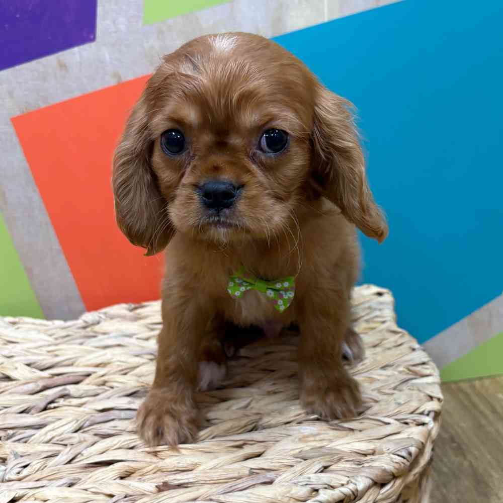 carousel pet images