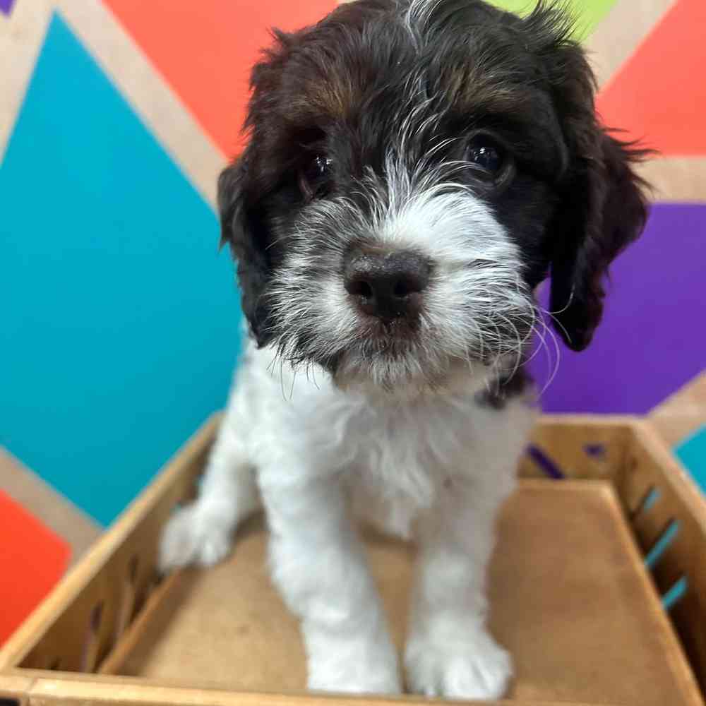 carousel pet images