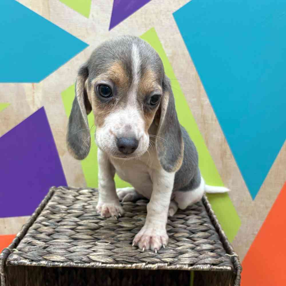 carousel pet images