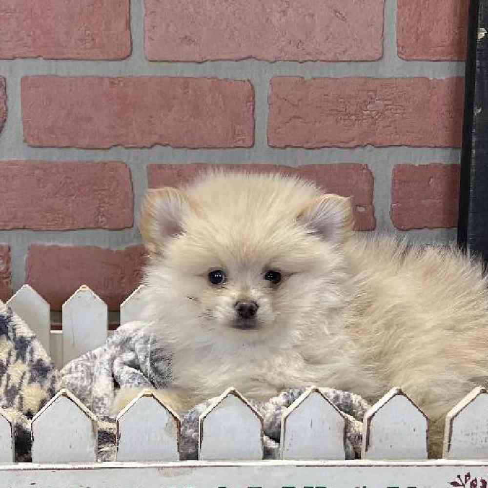 Male Pomeranian Puppy for Sale in Joplin, MO