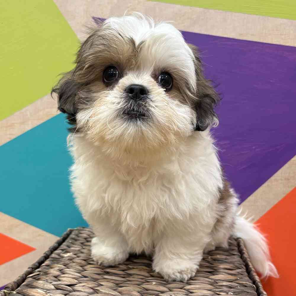 carousel pet images