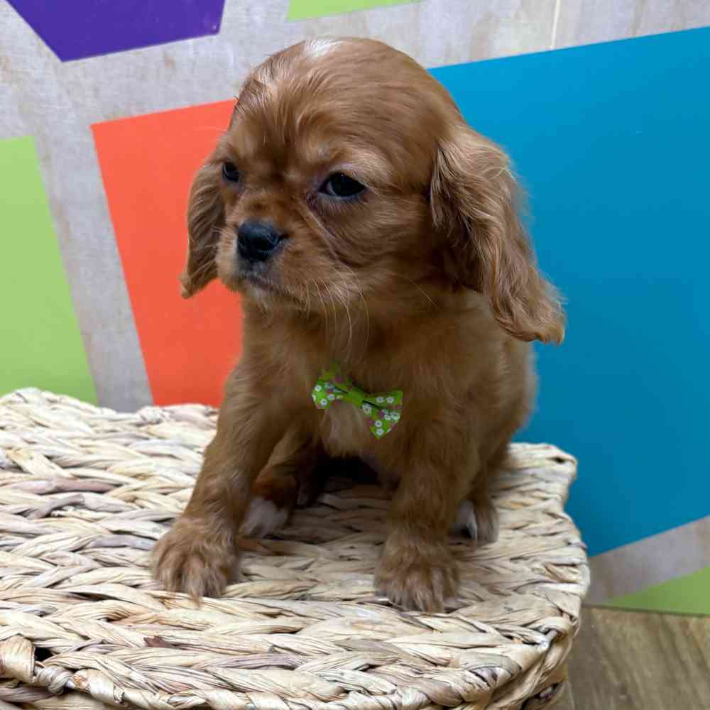 carousel pet images