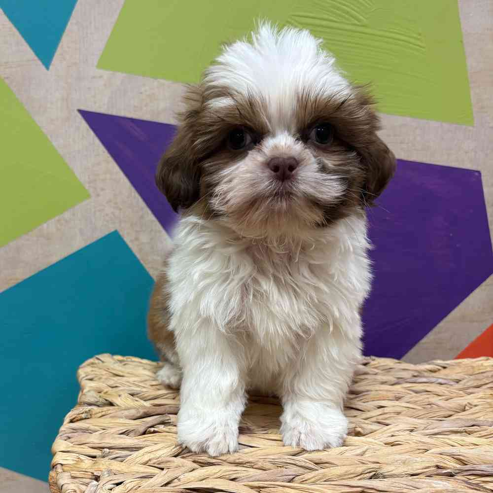 carousel pet images