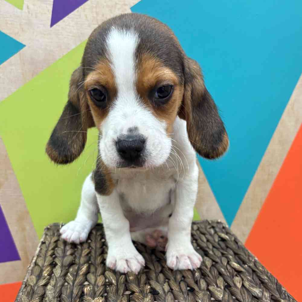 Image of a pet breed in the gallery