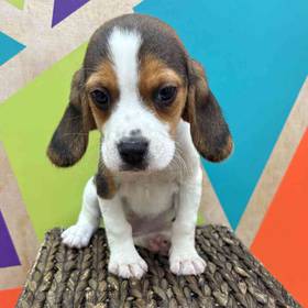 Beagle