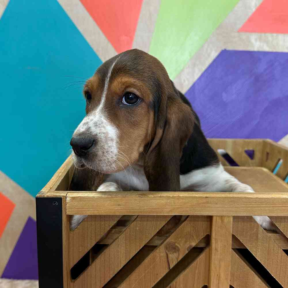 carousel pet images
