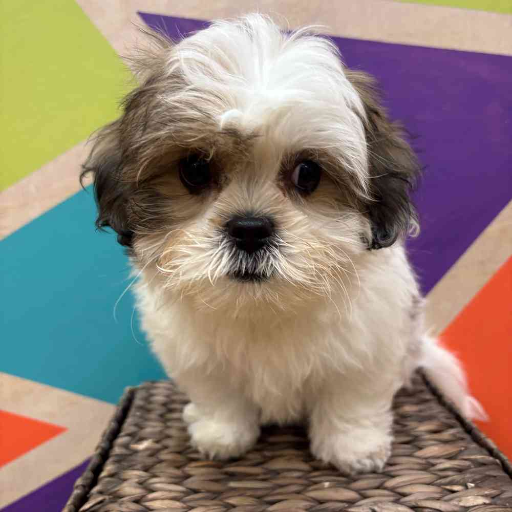 carousel pet images