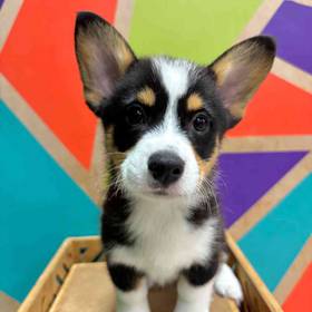 Pembroke Welsh Corgi