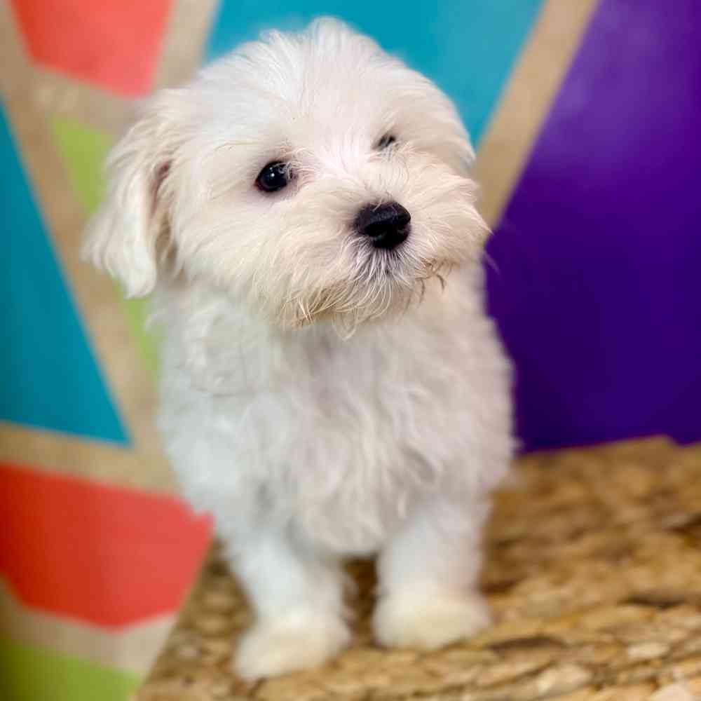 carousel pet images