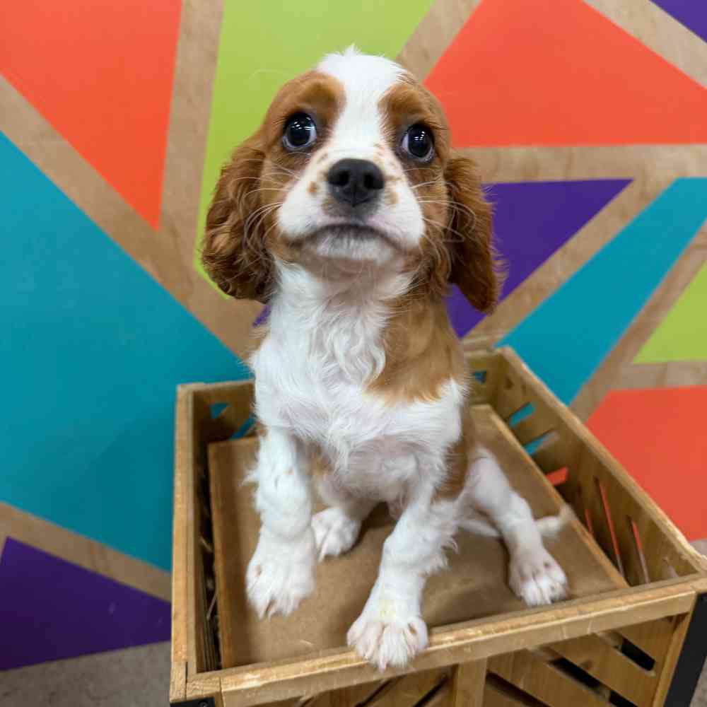 pet breed image