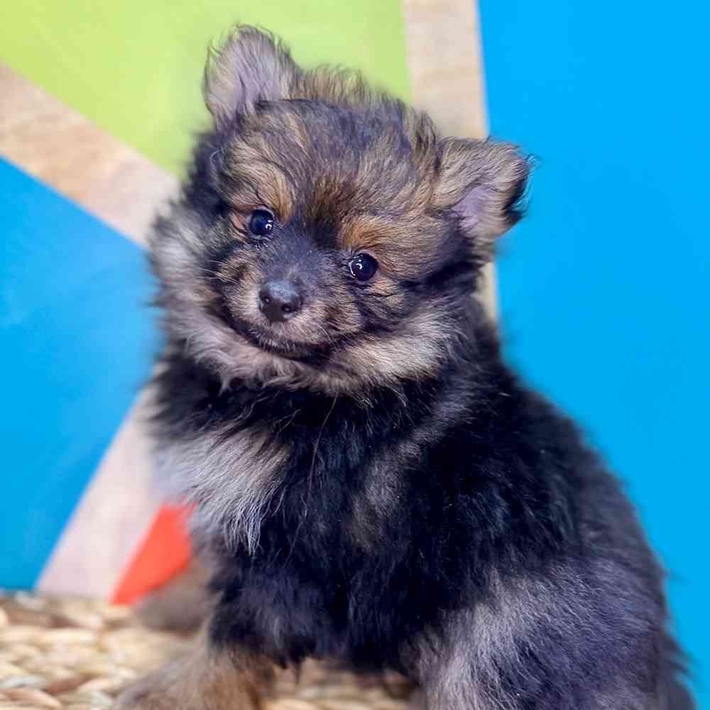 carousel pet images