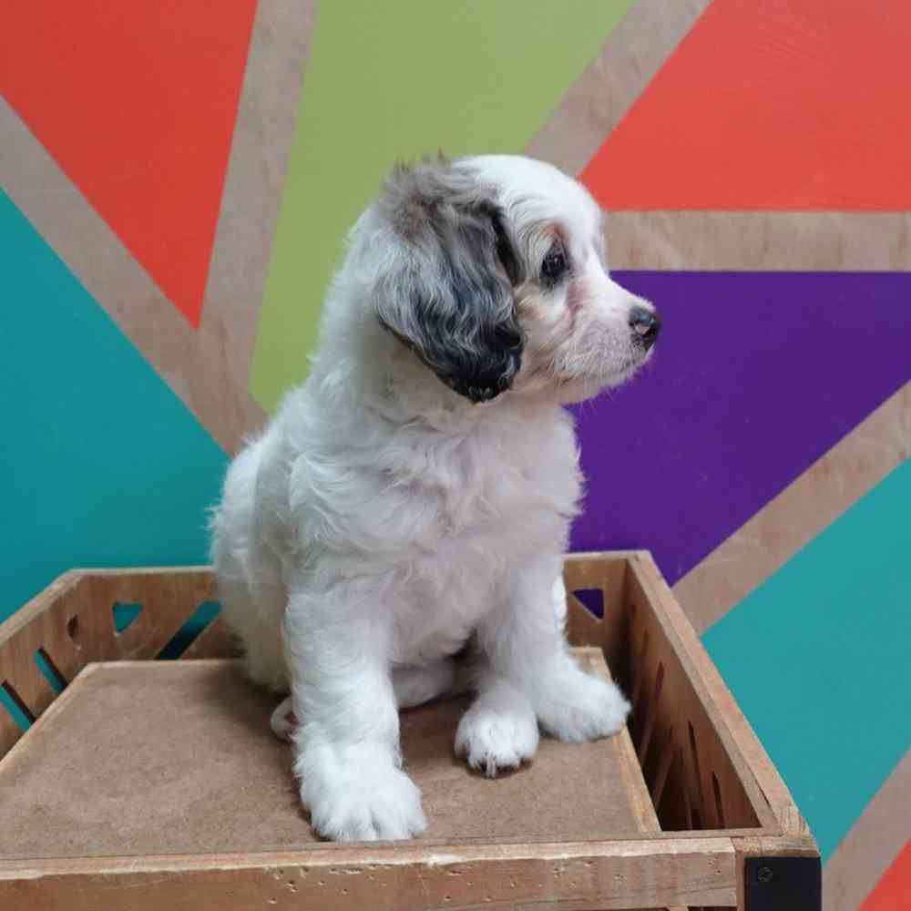 carousel pet images