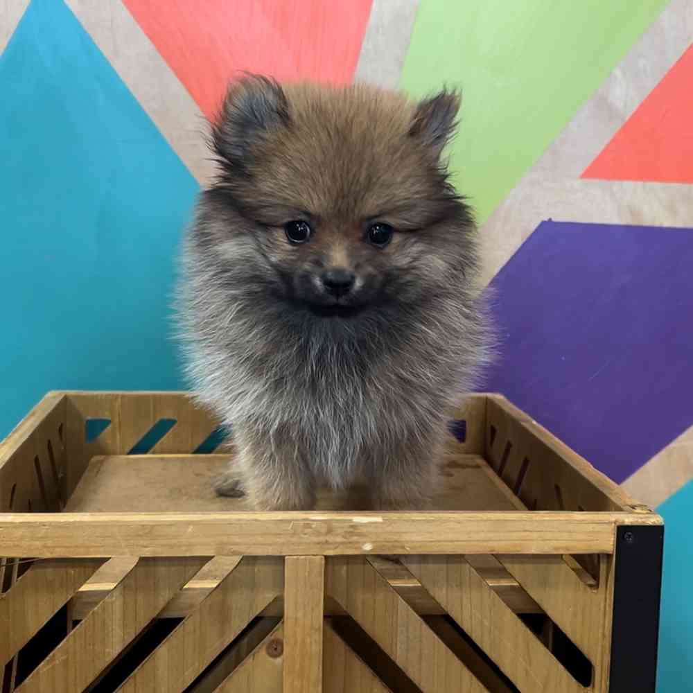 Image of a pet breed in the gallery