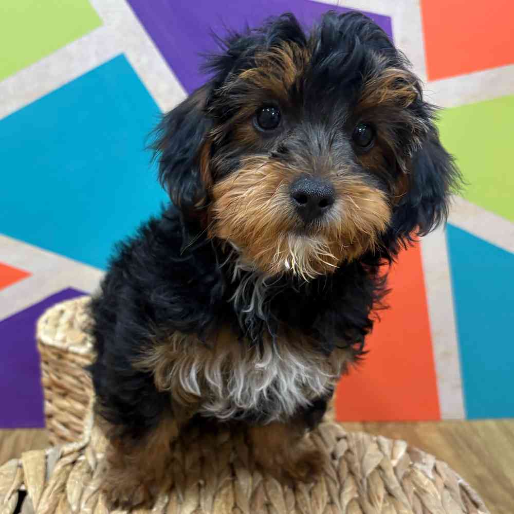 carousel pet images