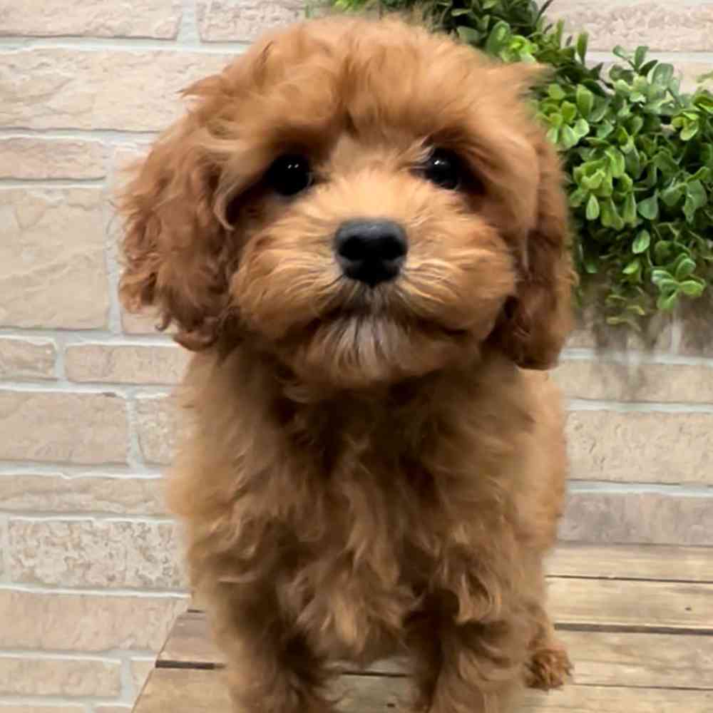 Waffle