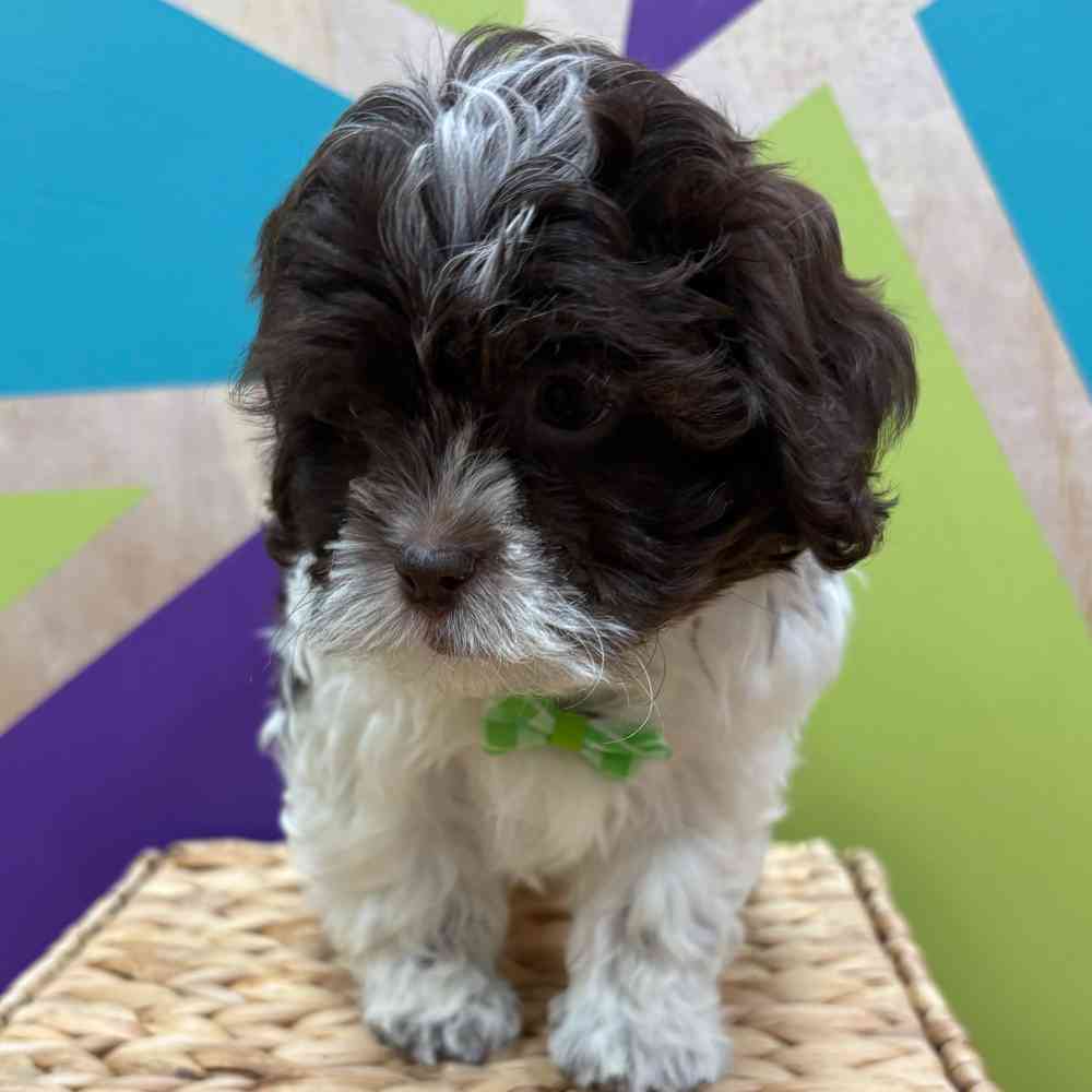 carousel pet images