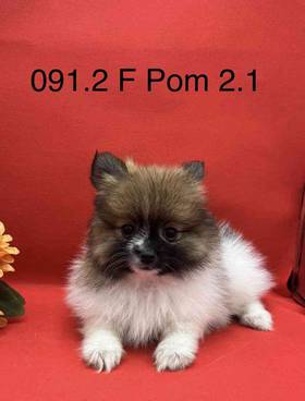 Pomeranian